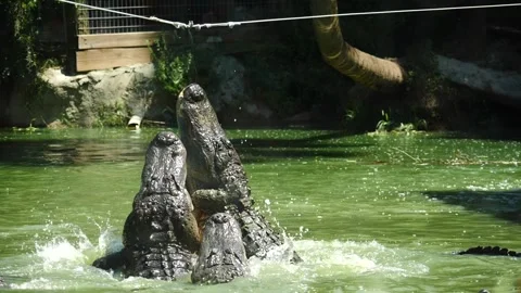 Jaws in Motion: Predator's Leap Into the Wild Alligator Stock Footage 246895369