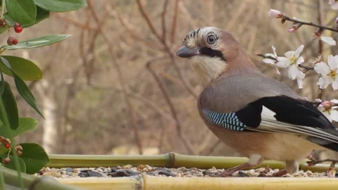 Jay among flowers. Close-up. Stock Footage 345905729
