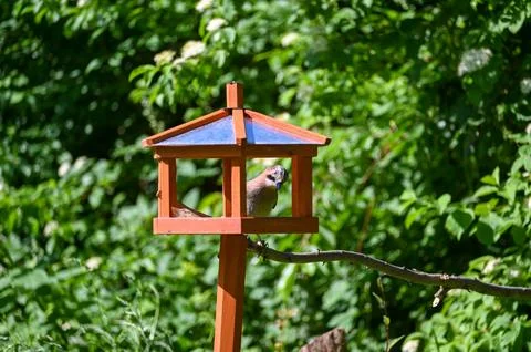 A jay in an aviary Photos