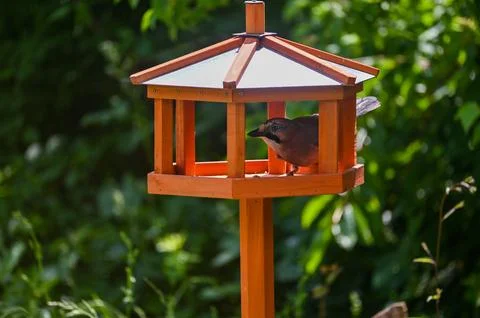 A jay in an aviary Foto stock