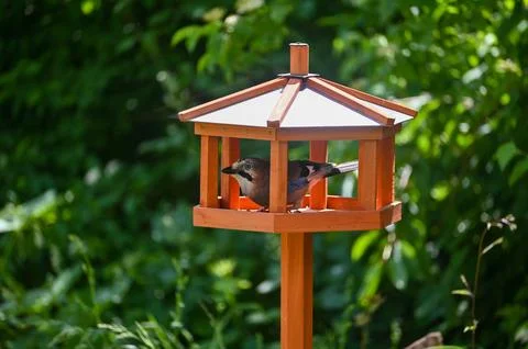 A jay in an aviary Stock Photos