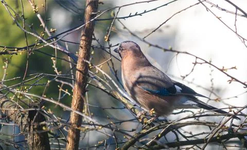 Jay bird on a branch Stock Photos