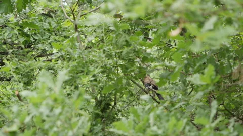 A Jay Bird Captured in Slow Motion among the Trees in an Oak Forest 2 Stock Footage 309096351