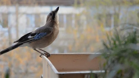 Jay bird drinking water Stock Footage 98242043
