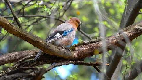 Jay bird eating bug on a tree Stock Footage 89137561