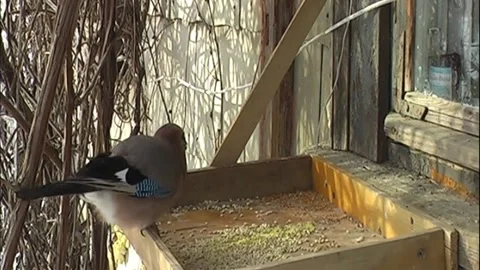 The jay bird is eating from the feeder Stock Footage 169870435