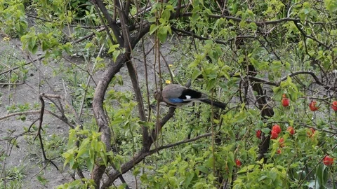 Jay bird eating walnut  beans on a branch tree in city park. Eurasian crow fa Stock-Footage 107208301