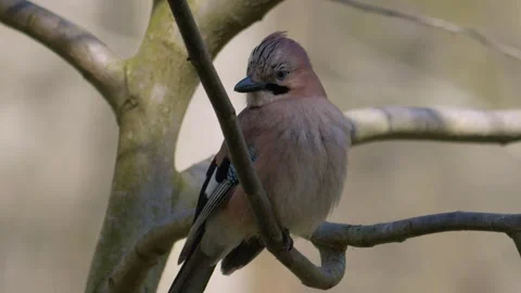 A Jay Bird is elegantly perched on a branch, beautifully showcasing the wonders Stock Footage 309334131