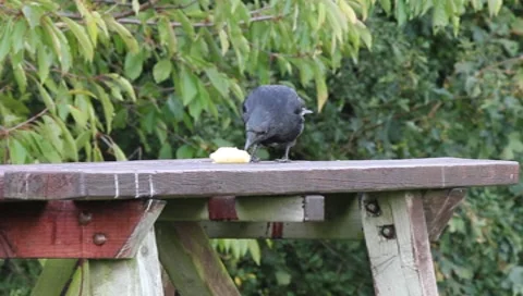 Jay Bird feeding Stock-Footage 8690781