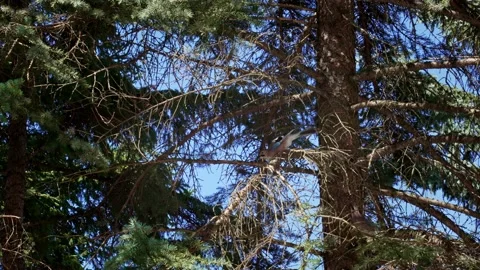 The jay bird flies from branch to branch on a pine tree. Stock Footage 175787832