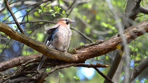 Jay bird fluffing up in trees on windy day Stock Footage 89136498