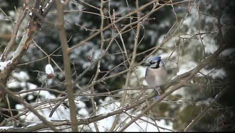 Jay bird Stock Footage 11123054