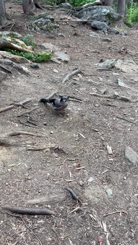 Jay bird Stock Footage 248383709