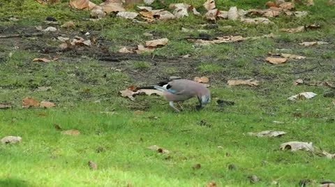 A Jay bird (Garrulus glandarius) Stock Footage 11147621