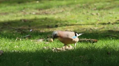 A Jay bird (Garrulus glandarius) Stock Footage 11147662