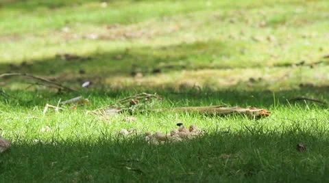 A Jay bird (Garrulus glandarius) Stock Footage 11147663
