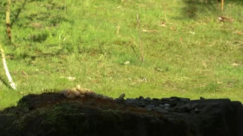 A Jay bird (Garrulus glandarius) Stock Footage 11147665