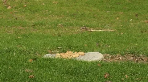 A Jay bird (Garrulus glandarius) Stock Footage 11147670