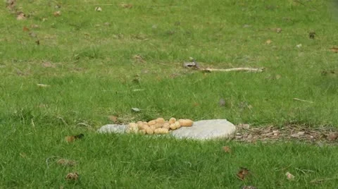 A Jay bird (Garrulus glandarius) Stock Footage 11147672