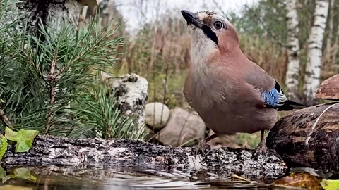 Jay - a bird on a natural pond drinking water on an autumn day Stock Footage 319163926