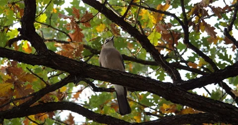 Jay bird Perched on an Oak Tree, Shot from Below Stock Footage 229119058