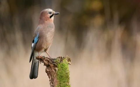 Jay bird Stock Photos