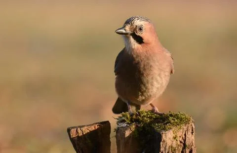 Jay bird Stock Photos