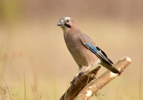 Jay bird Stock Photos