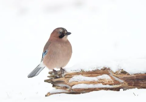 Jay bird Stock Photos