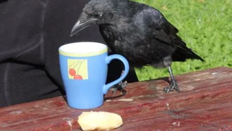 Jay bird  playing with a cup Stock-Footage 8831830