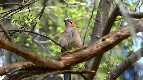 Jay bird sitting among trees then flying away Stock Footage 89278122