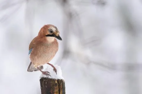 The jay bird standing on a log Stock Photos