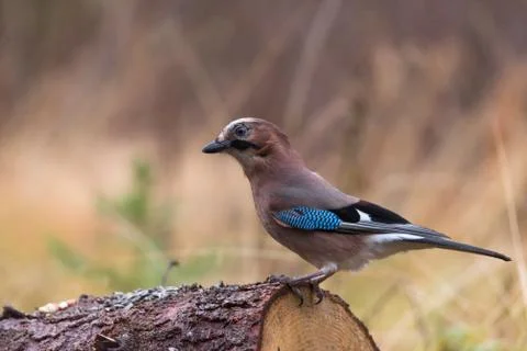 Jay bird standing on timber stick Stock Photos