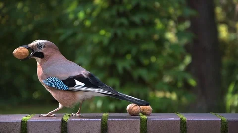 Jay bird stealing a walnut Video stock 117113914