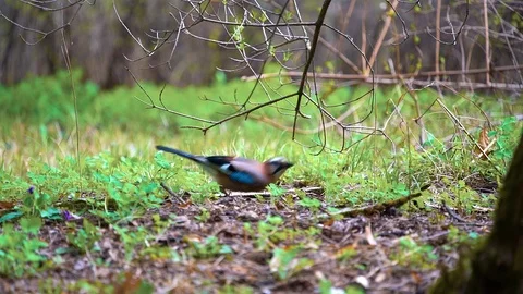 Jay bird taking off from the ground. Slow motion Stock Footage 89391657