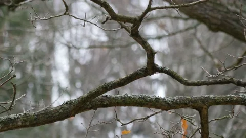 A jay bird on a tree branch in autumn. Stock Footage 163623367