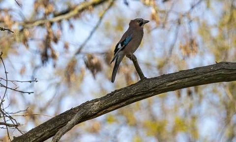 Jay bird in tree in Germany Stock Photos