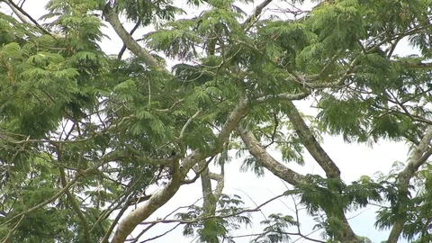 Jay-like bird in a tree of the mexican rainforest Video stock 98117148