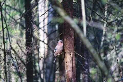 Jay bird on the tree Stock Photos