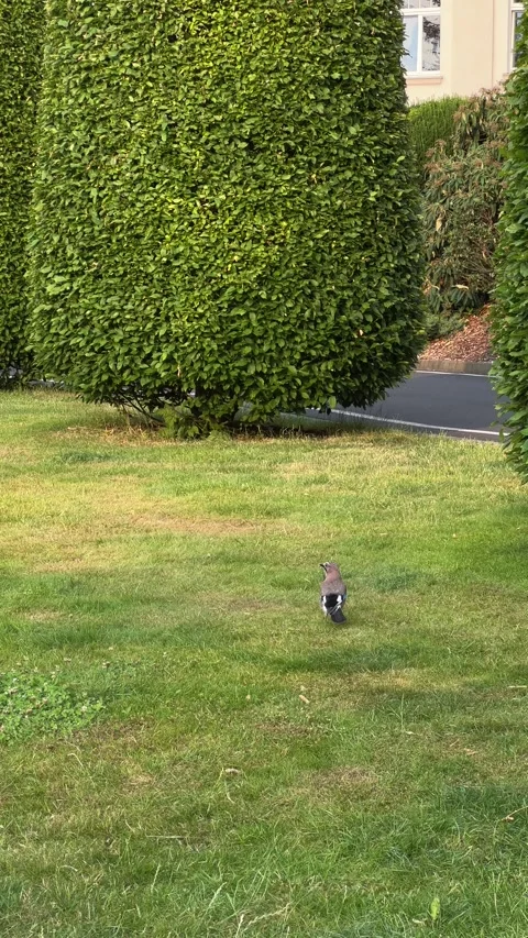 Jay bird walking on lawn in yard of Imperial Hotel in Karlovy Vary. Vertical Stock Footage 246972634