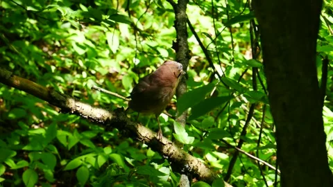 Jay on a branch in the forest Video stock 275839065
