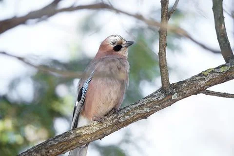 Jay on a branch in the park Stock Photos