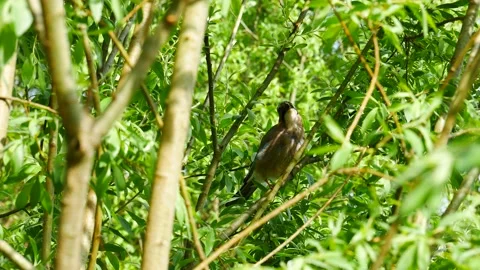 Jay on a branch of a tree in the foliage. Stock Footage 194708858