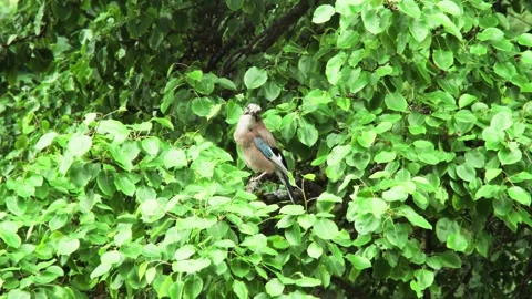 Jay on a branch of a tree Stock Footage 246855497