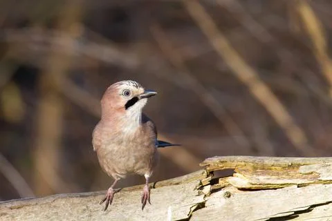Jay on broken log Stock Photos