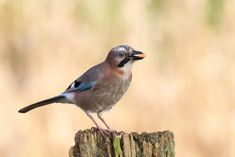 Jay with captured peanut Stock Photos