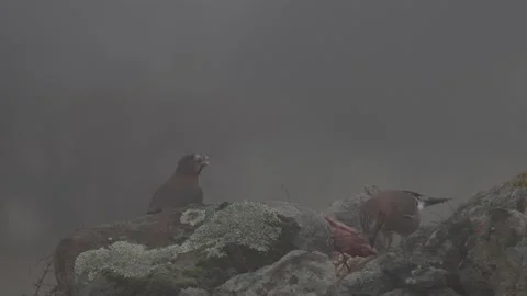 Jay with carcass in the stone rock, Rhodopes mountain in Bulgaria. Portrait of n Video stock 164321400