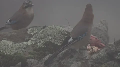 Jay with carcass in the stone rock, Rhodopes mountain in Bulgaria. Portrait of n Stock Footage 164321505