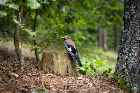 Jay, common jay, also kareza, Garrulus glandarius is a bird of the genus of jays Stock Photos