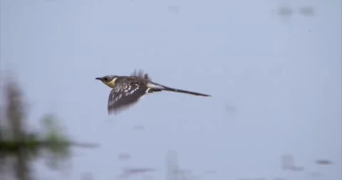 Jay cuckoo flying Stock Footage 281163069